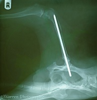 X-ray showing femur of Border Collie with steel pin