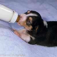 Border Collie puppy, 19 days old, bottle feeding