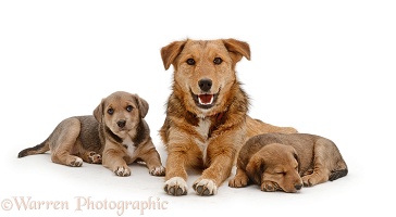 Brown dog and puppies
