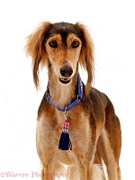 Portrait of Red frizzle Saluki bitch, 4 years old