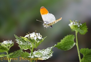Orange-tip Butterfly in flight