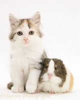 Guinea pig and Maine Coon kitten