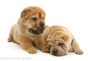 Sleepy Shar-pei pups