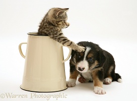 Border Collie pup with tabby kitten in an enamel metal pot