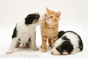 Border Collie pups and ginger kitten
