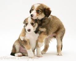 Sable Border Collie pups