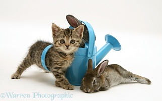Tabby kitten with rabbits in a toy watering can