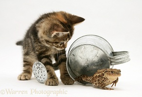 Tabby kitten inspecting a toad in a watering can