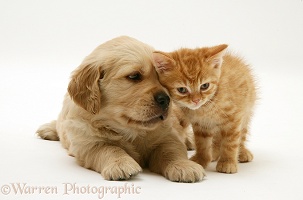 Golden Retriever pup with ginger kitten