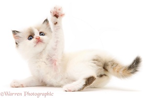 Birman-cross kitten reaching up with one paw