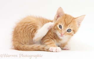 Ginger kitten scratching himself