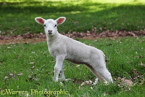 Lamb, 1 week old