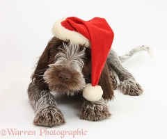 Spinone pup wearing a Santa hat