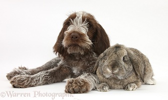 Spinone pup with rabbit