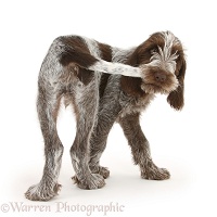 Spinone pup chasing and catching his tail