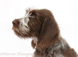 Spinone pup