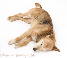Lakeland Terrier x Border Collie unconscious