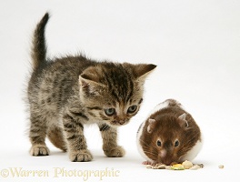 Tabby kitten with hamster