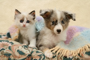 Birman-cross kitten and Sheltie pup under a scarf