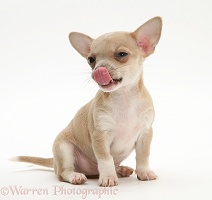 Smooth-haired Chihuahua pup licking its nose