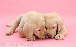 Yellow Labrador Retriever pups