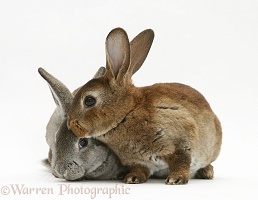 Two young Rex rabbits