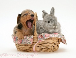 Dachshund pup with rabbit in a basket