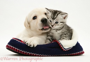 Yellow Goldador pup and tabby kitten in a knitted slipper