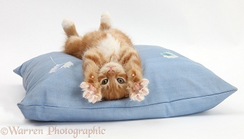 Ginger kitten stretching out upside down on a cushion