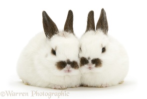 Two baby rabbits