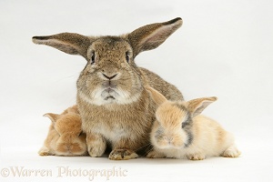Sandy Lop rabbits
