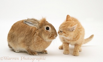 Ginger kitten with young sandy Lionhead-cross rabbit
