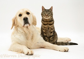 Golden Retriever and tabby cat