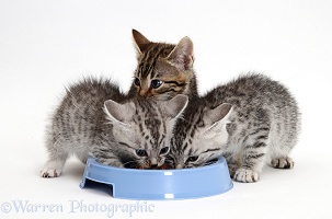 Silver and brown tabby kittens feeding from a bowl