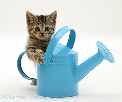 Tabby kitten playing in a toy watering can