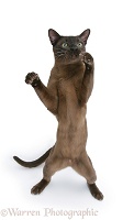 Burmese male cat standing up