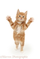 Ginger kitten standing up and reaching out