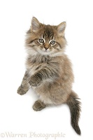 Maine Coon kitten, 8 weeks old, standing up