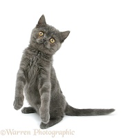 Grey kitten standing on haunches