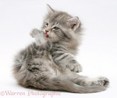 Maine Coon kitten grooming a hind foot