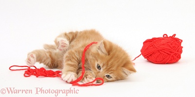 Ginger kitten playing with red wool