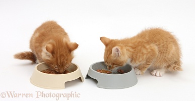 Ginger kittens eating from plastic food bowls