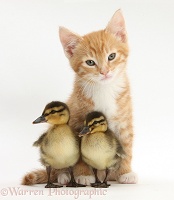 Ginger kitten and Mallard ducklings