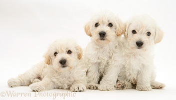 Three Woodle pups