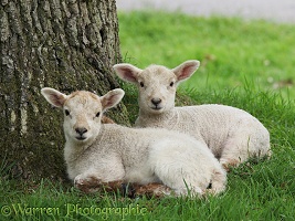 Lambs in late spring