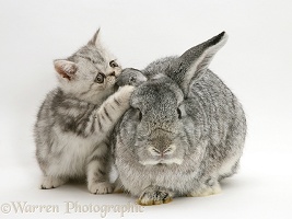 Silver Exotic kitten with silver Lop rabbit