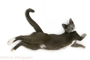 Burmese-cross cat stretching out on the floor