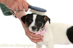 Grooming Jack Russell Terrier pup
