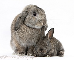 Adult Lop and baby agouti rabbits