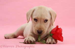 Dog: Cute Valentine puppy with rose on pink background photo WP37872
